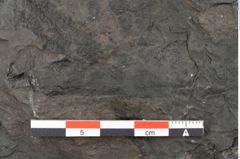 Foto (Detailansicht) von Acrostichopteris lunzensis Ettingshausen (NHMW-GEO-2024-0188-10524)
